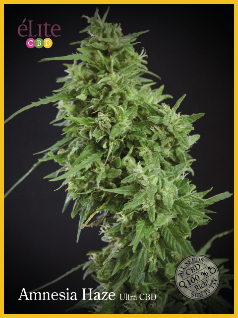 Semillas feminizadas Amnesia Haze Ultra CBD