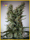 Semillas feminizadas Jack Ultra CBD