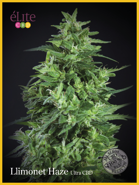 Semillas feminizadas Llimonet Haze Ultra CBD