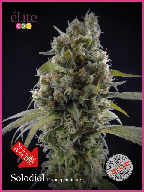 Semillas feminizadas Solodiol Classic CBD