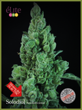 Semillas feminizadas de Solodiol CBD Auto