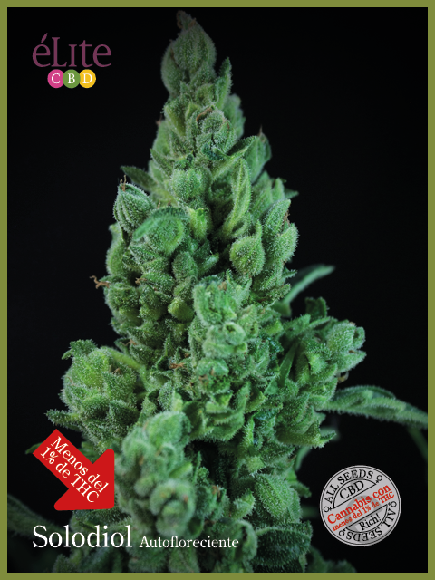 Semillas feminizadas de Solodiol CBD Auto