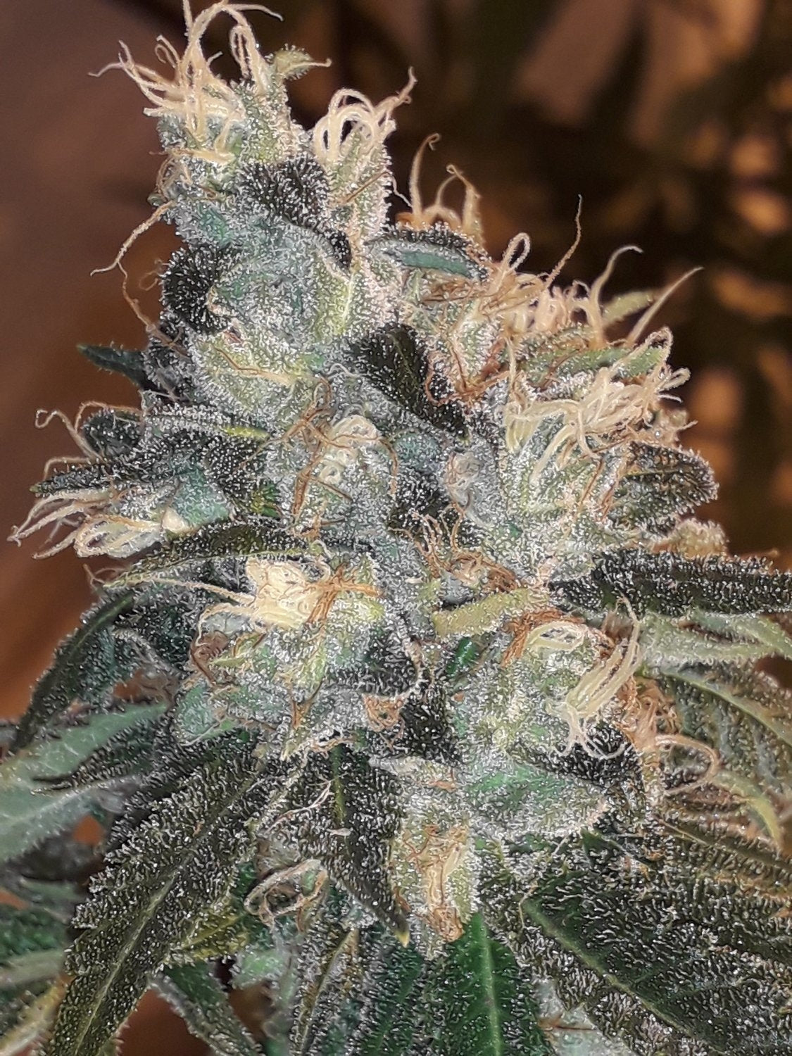 Semillas feminizadas de Candy Glue