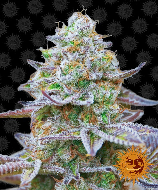 Gorilla Zkittlez Feminised Seeds