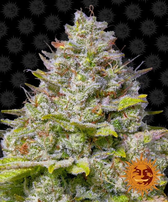 Semillas feminizadas de Blue Gelato 41