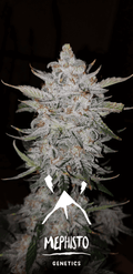 Semillas feminizadas de Forum Stomper Auto