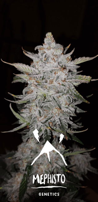 Forum Stomper Auto Feminisierte Samen