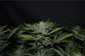 Orange Diesel Auto Feminisierte Samen