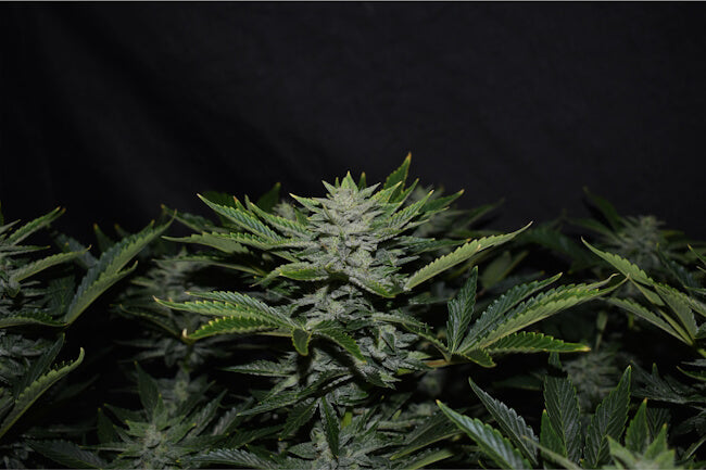 Semillas feminizadas de Orange Diesel Auto