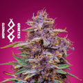 Semillas feminizadas Strawberry Nuggets Auto