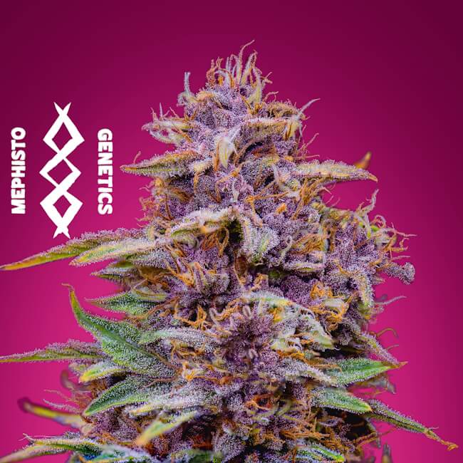 Semillas feminizadas Strawberry Nuggets Auto