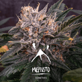 Forgotten Cookies Auto Feminisierte Samen