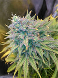 Semillas feminizadas de Gold Glue Auto