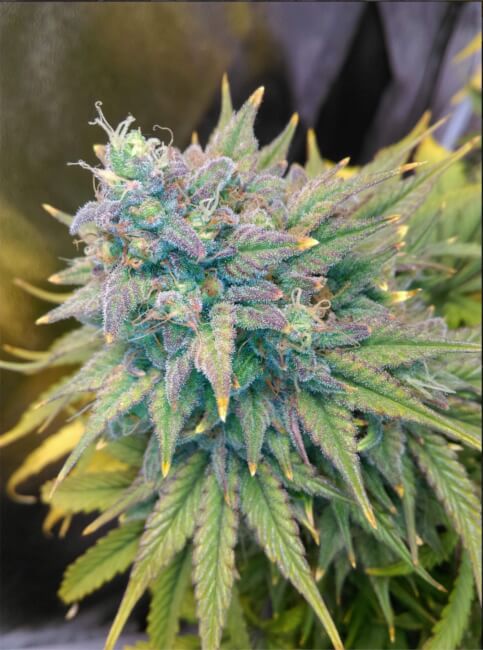 Semillas feminizadas de Gold Glue Auto