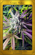 Semillas feminizadas Grapey Walter Auto
