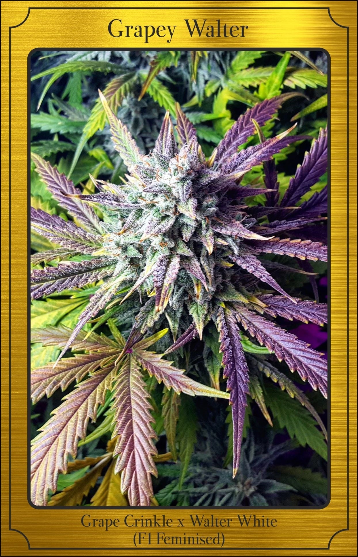 Semillas feminizadas Grapey Walter Auto