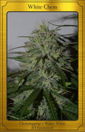 Semillas feminizadas de White Chem Auto