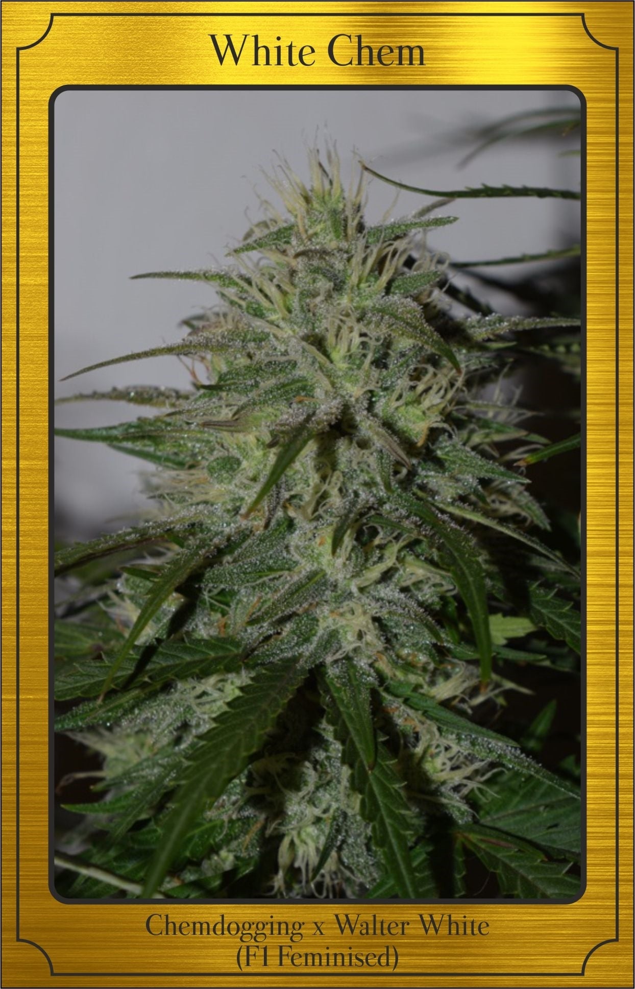 Semillas feminizadas de White Chem Auto