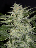 White Crack Auto Feminisierte Samen