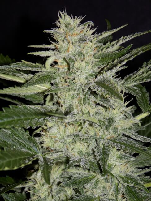 Semillas feminizadas de White Crack Auto