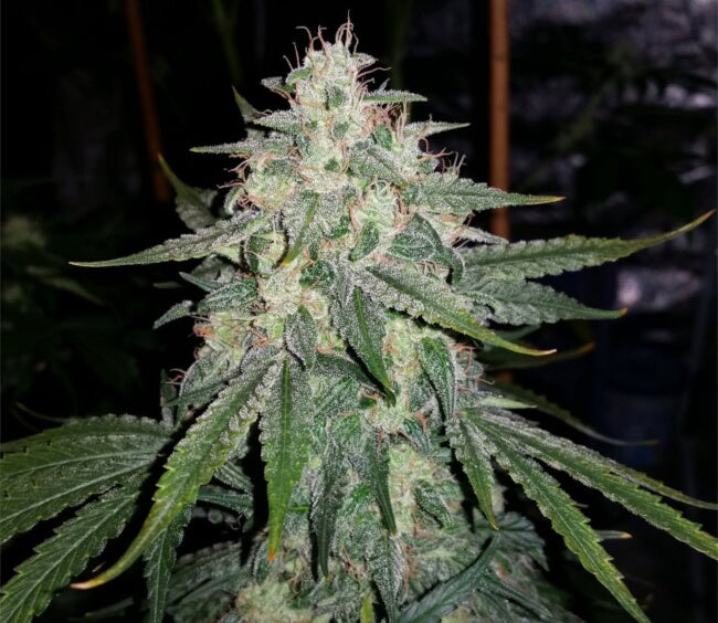 4 semillas feminizadas de Assed Monkey Auto