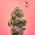 Semillas feminizadas Creme de la Chem Auto