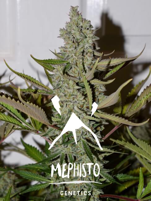 Semillas feminizadas de Northern Cheese Haze Auto