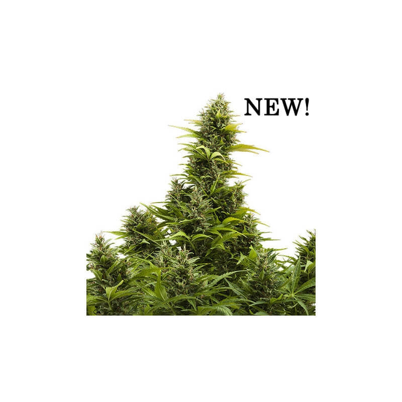 Semillas feminizadas Medikit CBD Auto