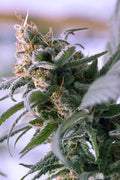 Lemon Stilton normale Samen