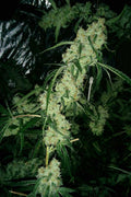 Semillas regulares de Nepali Queen
