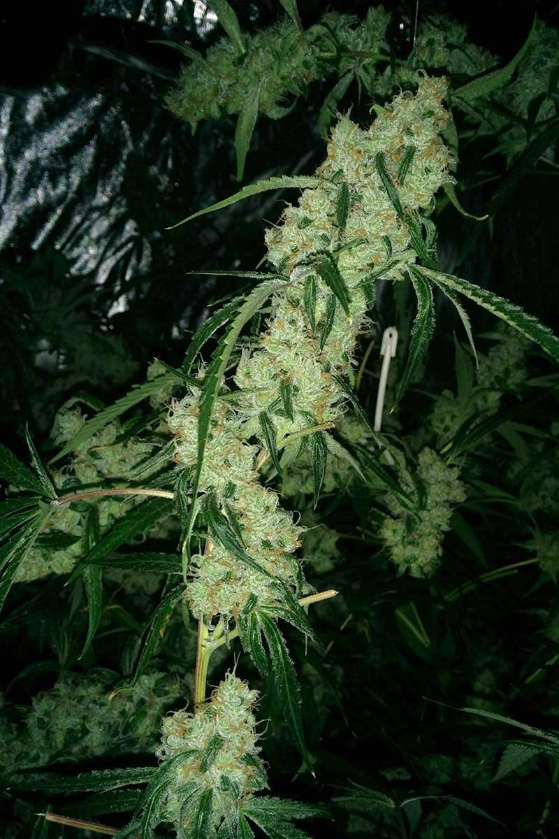 Semillas regulares de Nepali Queen