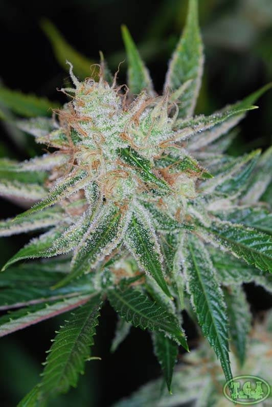 Pandora's Box Regular Seeds