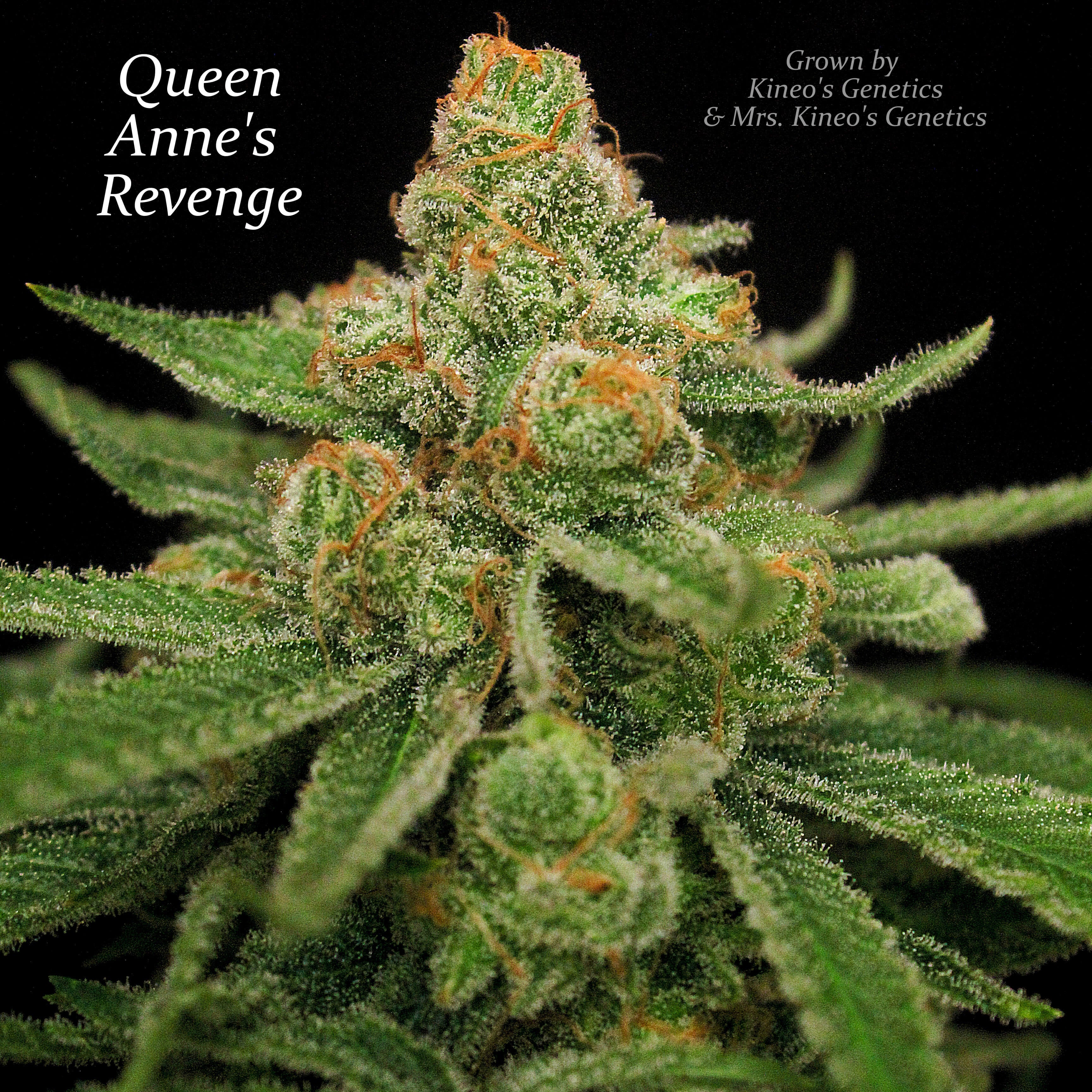 Semillas regulares de Queen Anne's Revenge