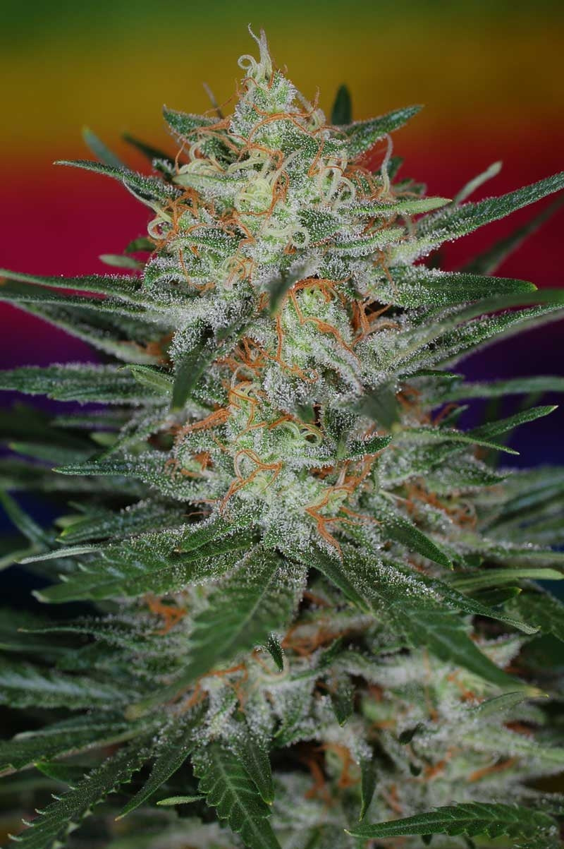Scarlet Queen Regular Seeds
