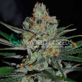 Semillas feminizadas de cosecha temprana de Afghan Kush