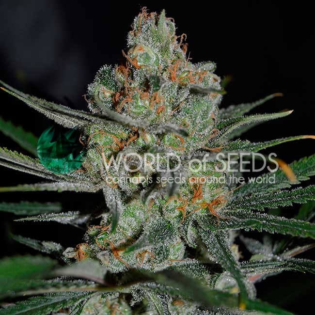 Semillas feminizadas de cosecha temprana de Afghan Kush