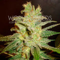 Semillas feminizadas Northern Light x Big Bud Early Harvest