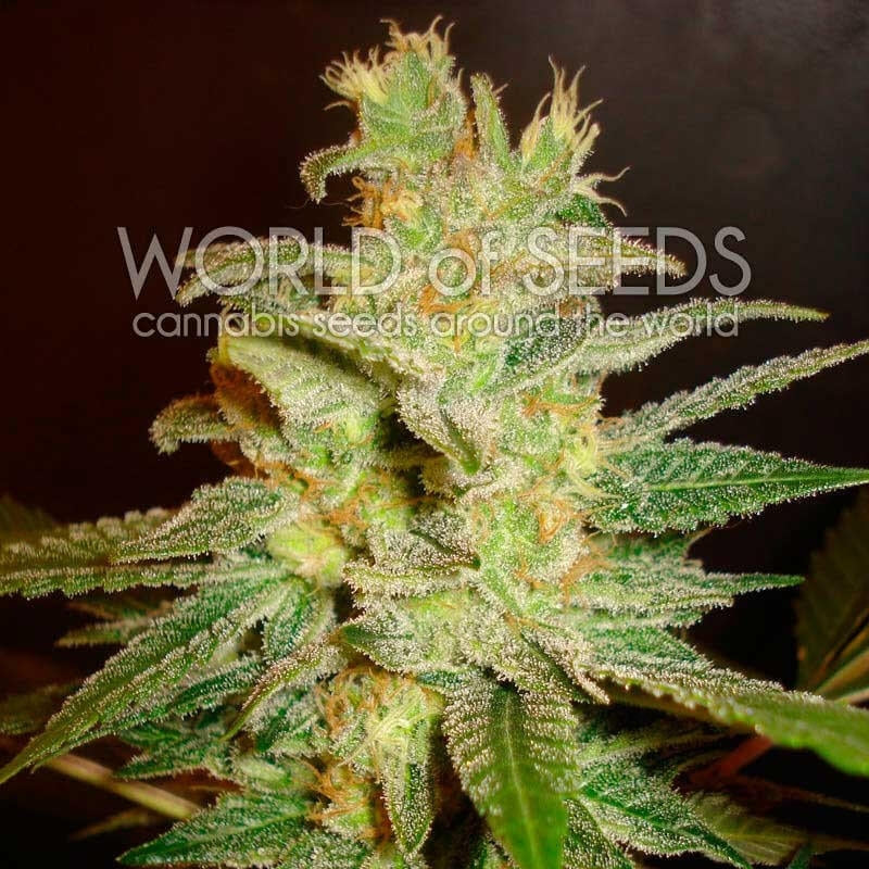 Northern Light x Big Bud Early Harvest Feminised Seeds