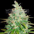 Semillas feminizadas de Afghan Kush x Black Domina