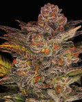 Semillas feminizadas de Blueberry Glue Auto (anteriormente Glueberry Auto)