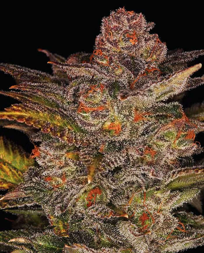 Semillas feminizadas de Blueberry Glue Auto (anteriormente Glueberry Auto)