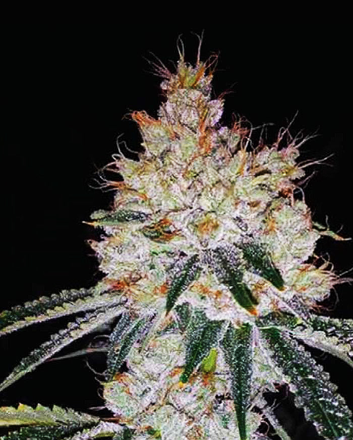 OGesus Auto Feminised Seeds