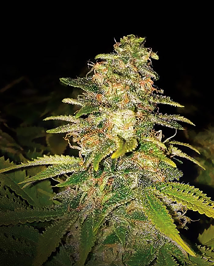 Semillas feminizadas de Critical Blue Auto