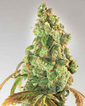 Semillas feminizadas de Nurse Lilly CBD