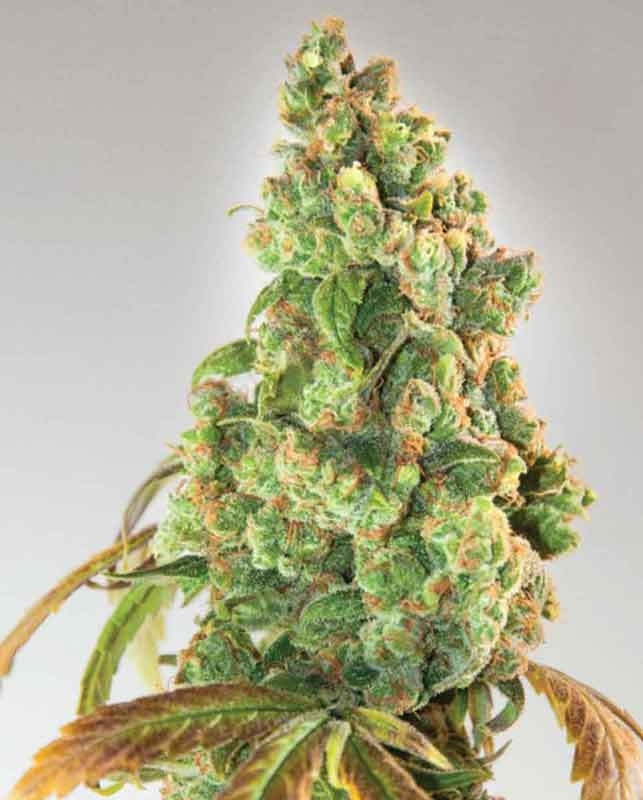 Semillas feminizadas de Nurse Lilly CBD