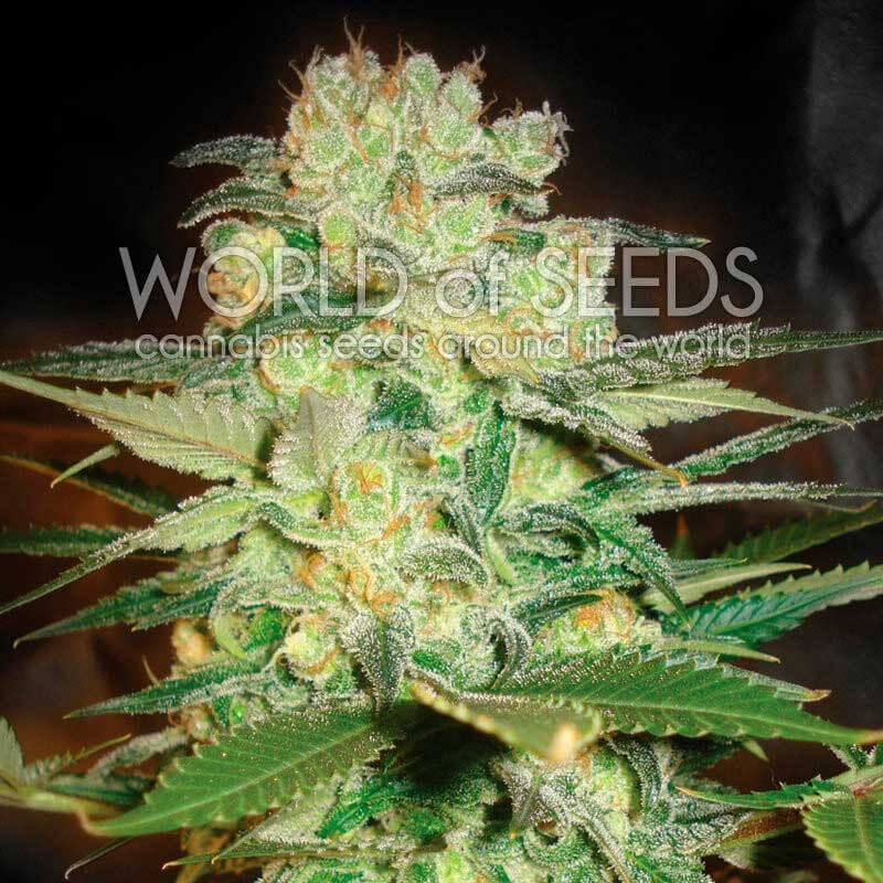 Semillas feminizadas de Afghan Kush x White Widow