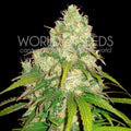 Semillas feminizadas de Afghan Kush x Yumbolt