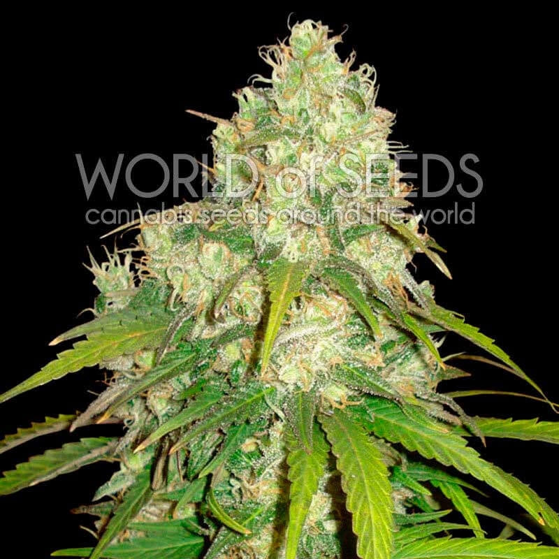 Semillas feminizadas de Afghan Kush x Yumbolt