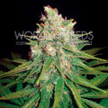 Semillas feminizadas de Mazar x Great White Shark