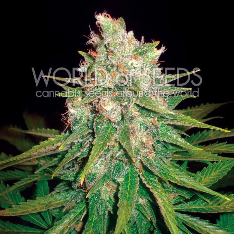 Mazar x Great White Shark Feminisierte Samen